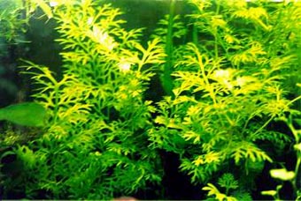Ceratopteris thalictroides